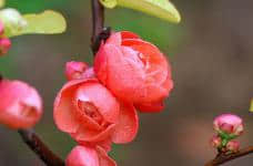 日本海棠花语是什么？美丽的花也有美丽的花语！