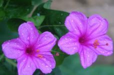 紫茉莉和茉莉虽不同种类但有没有相同之处呢?两者的相同之处你竟不知道!