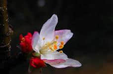 日本海棠花扦插方法是什么？几步就能学会的扦插方法介绍！