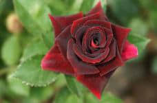 ​ 路易十四玫瑰是黑玫瑰吗？它到底长什么样子？带你认识这种象征“唯一”的深色玫瑰！