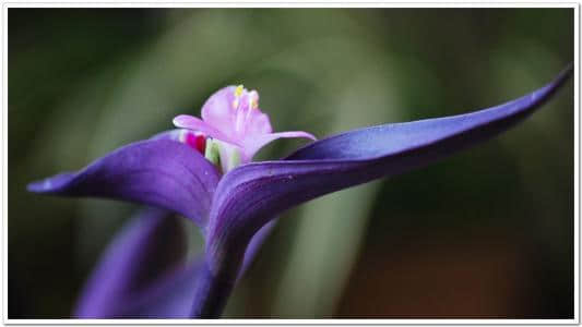 紫罗兰的花语竟如此多？紫罗兰在家如何养殖？