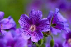 紫罗兰浪漫迷人是否吸引了你？在家也可以养殖紫罗兰！