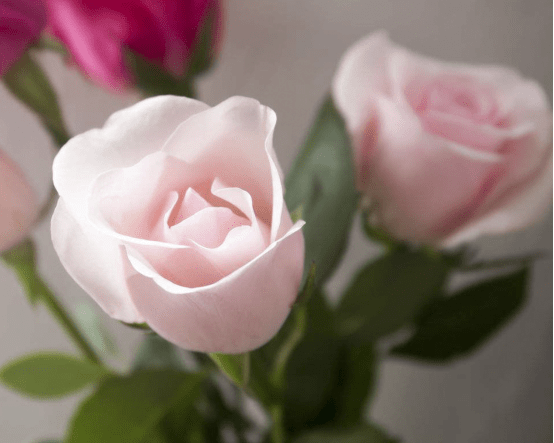 19朵粉玫瑰代表什么?带你了解它美妙浪漫