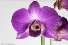 清新美丽的紫罗兰花开先别急着摘!不如看看是否有毒性再做决定?