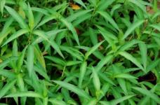 马蓼草和水蓼草的区别是什么？带你辨别这两种十分相似的植物!