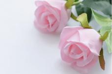 19朵粉玫瑰代表什么?带你了解它美妙浪漫的含义! 