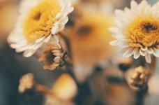 雏菊的花语是什么?它有什么实际价值呢?