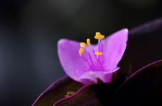 紫叶吊兰和吊竹梅的区别是什么?紫叶吊兰如何养殖?