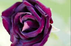 路易十四玫瑰什么颜色？带你认识这种颜色与众不同的玫瑰花！