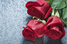 11朵红玫瑰代表什么?带你探寻它唯美的寓意! 