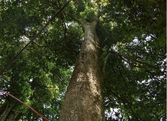 金丝楠木树适合在哪里种植？金丝楠木树辨识方法介绍！