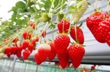草莓的常见品种有哪些?这些品种你都会分辨吗?