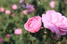 大马士革玫瑰精油的功效是什么？它可不止有芳香这一个好处！