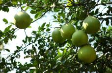 香泡树和柚子树之间有什么区别?香泡树和柚子树多个方面之间的区别介绍!