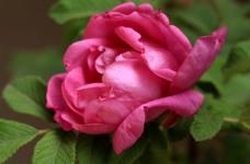 大马士革玫瑰怎么养？学习这种方法可以养出最美的玫瑰！