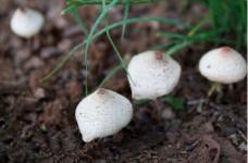 草菇怎么种植?种草菇难吗?教你自己种出吃的放心的草菇!