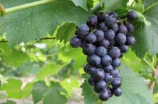 葡萄的常见品种你知道哪些?来看看这几种你吃过吗?
