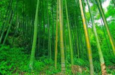 四季竹与毛竹有什么区别？美味的竹笋功效有这么多！