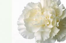 白色康乃馨的花语是什么?原来白色康乃馨的意义是这样!