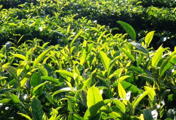 台地茶的价格介绍！台地茶与古树茶的区别是什么？