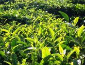 台地茶的价格介绍！台地茶与古树茶的区别是什么？