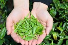 茶叶还可以是天然多功能植物饮料?了解完汀溪兰香的功效就知道!