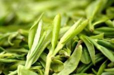 高山茶叶到底属于什么茶？它有什么具体的功效与作用？