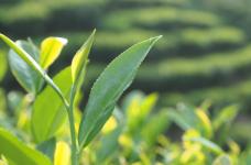 水仙茶都有哪些功效与作用?了解了水仙茶的功效与作用你会爱上它!