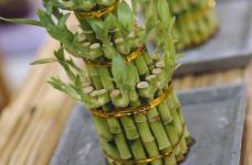 不清楚怎么养出健康漂亮的富贵竹吗？富贵竹的养殖方法及注意事项介绍！