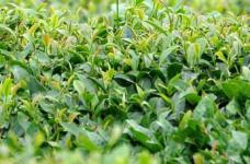 敬亭绿雪茶多少钱一斤？敬亭绿雪茶的价格会被什么因素影响？