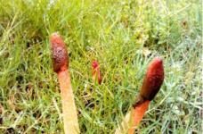蛇头菌是红鬼笔吗?如何区分蛇头菌和红鬼笔?