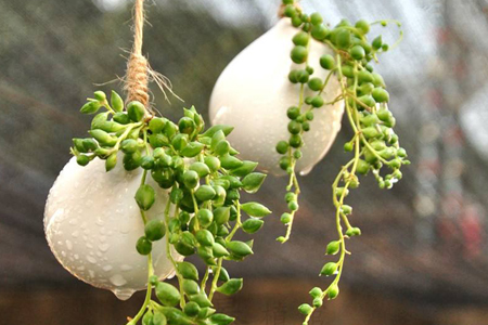 珍珠吊兰怎么种才能爆盆？珍珠吊兰的种植方式介绍！