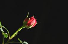 微型玫瑰怎样才能养好?教你养出美丽的微型玫瑰!