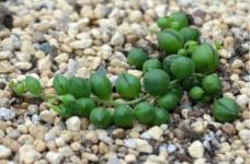 ​不知道珍珠吊兰怎么种植？带你深入学习珍珠吊兰的养殖方法和注意事项！