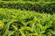 敬亭绿雪茶在哪买？最顶级的敬亭绿雪茶就在宣州！