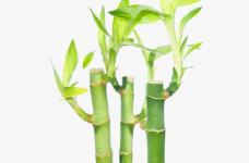 富贵竹的繁殖方法有哪些？教你快速学会富贵竹应该如何繁殖！