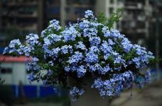 蓝雪花的种子最好在几月播种呢?手把手教你种出最美丽的蓝雪花!