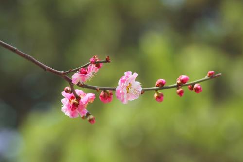 春花树有什么功效？春花树怎么种？