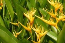 黄鸟赫蕉的正确施肥方法是什么？原来它是这样繁殖开花的！
