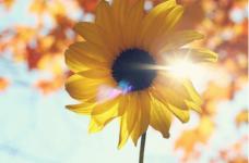 太阳花的花语是什么?太阳花为什么总是向着太阳?