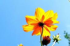 硫华菊的花语是什么？看来美丽的花朵都有美丽的花语！