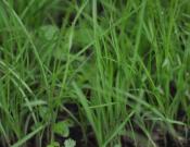 百喜草是什么植物？百喜草的种植技术介绍！