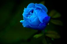 蓝玫瑰的花语你都知道哪些?想要借花献情还不速来了解一下!