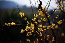 腊梅花什么时候开？黄色的腊梅花会在风雪中美丽的盛开！冬日梅景你一定不能错过！