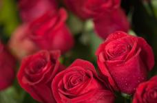 玫瑰怎么保存?最简单易学的玫瑰保存方法!让你享受更长久的浪漫！