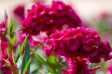 鸡冠花的花语是什么？鸡冠花看似平凡，但它的花语和寓意却让人难忘!