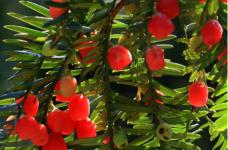 红豆杉怎么入药使用?红豆杉的药用价值是什么?