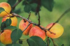 杏树怎么嫁接繁殖？四个步骤即可完成！你知道其中哪一个步骤?