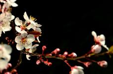 春花树有什么作用？看上去普普通通的春花树有其实有很多作用和价值！