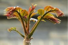 香椿种子怎么种植?教你用种子种出繁茂健壮的香椿树!